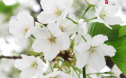 白色春花图片大全（春季白色的花有哪些）