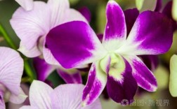 紫色白色花叶子尖（紫色白色花瓣的花）