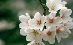 白色樱花的花名（白色樱花花语及象征意义）