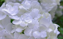 白色花卉有哪些（白色花卉有哪些种类）