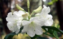 云南花卉白色（云南的白花是什么花）