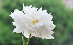 白色花朵清香图片（白色花卉图片）