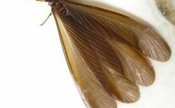 翅膀尾巴有白色条纹（有翅膀尾巴上有个尖的虫子）