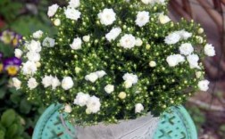 开白色花的盆栽图片（开白色花的都有什么花图片）