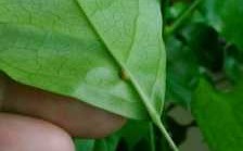绿宝白色虫子（绿宝叶子上有白色的虫卵）