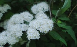 白色夏花类植物（初夏白色的花）