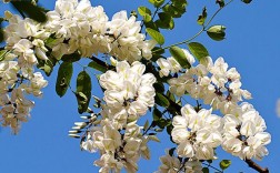白色槐花树种（白色槐花的花语）