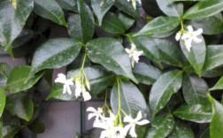 攀藤植物白色小花（白色的爬藤花有哪些）