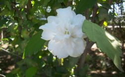 白色盆栽木槿花（白色木槿的花语）