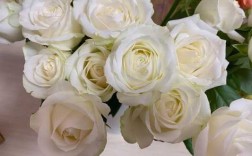 白色小球玫瑰（白色的玫瑰花叫啥）