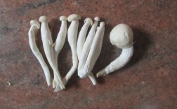 厨房长白色蘑菇（厨房长白色蘑菇图片）
