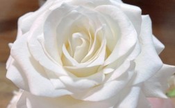 白色玫瑰品种介绍（白色玫瑰品种名称）