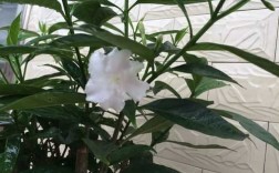 白色的小花好香（白色的小花是什么品种）