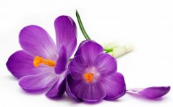 有白色紫色的花语（白色带紫的花）