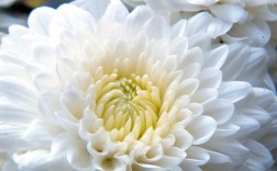 白色菊米的花语（白色菊花寓意和象征意义）