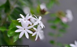 热带白色花的种类（热带白色花的种类和特点）