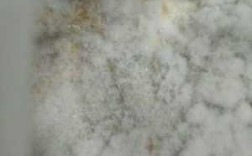 白色石膏霉（白色石膏霉菌图片）