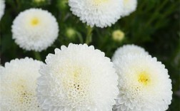 白色翠菊花图片（白色菊花图片大全鲜花）