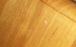 宿舍床板有白色的虫子（宿舍木板床里有小白虫）