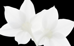 白色花朵图片及名称（白色花朵大全）