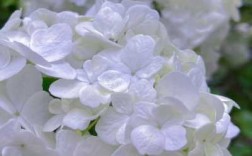 有几种白色的花（有哪些白色的花）