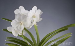 白色花的兰花图片（白色花的兰花图片大全）