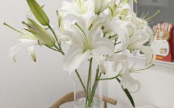 白色白合花图片（白色百合花品种和名称配图）