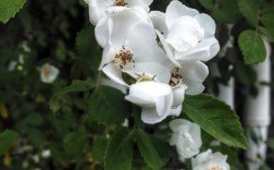 白色野蔷薇花图片（白色野蔷薇花图片大全）