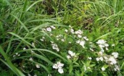 河北白色野花（常见的白色野花）