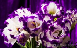 盆栽白色紫色的花瓣（紫色白色的花叫什么）