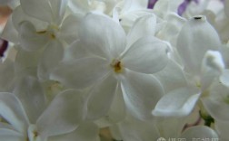 白色花有香味的（白色的花很香的叫什么）