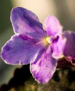 盆栽白色紫色的花瓣（紫色白色的花叫什么）-图3