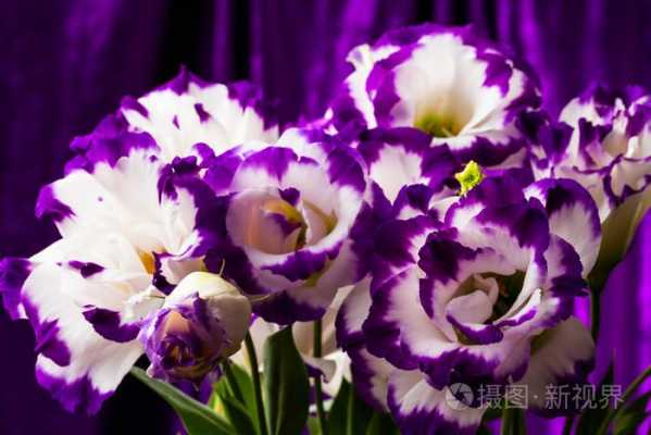 盆栽白色紫色的花瓣（紫色白色的花叫什么）-图1