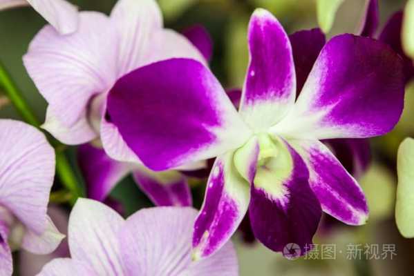 盆栽白色紫色的花瓣（紫色白色的花叫什么）-图2