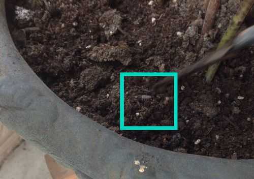 花盆土壤有白色虫子（花盆土里白色虫卵是什么）-图2