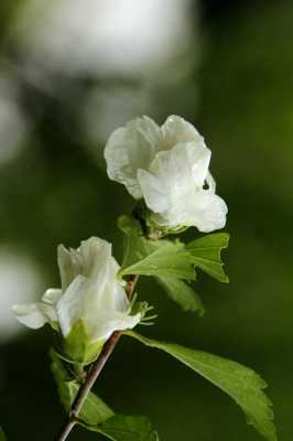 白色木槿花语（白色木槿花能食用吗）-图3