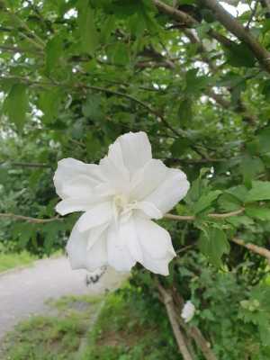 白色木槿花语（白色木槿花能食用吗）-图2