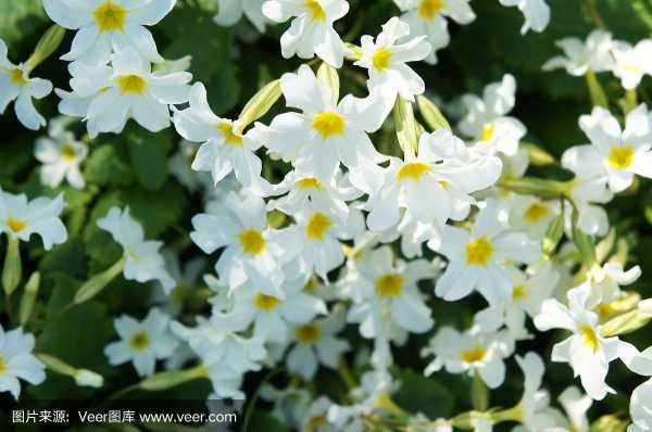 白色花系植物（白色花系植物有哪些）-图3