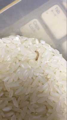 大米生白色虫子还能吃吗（米里有白色蠕虫怎么办）-图1