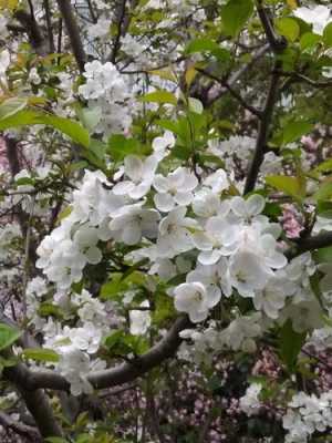 白色海棠22（白色海棠花的花语）-图2