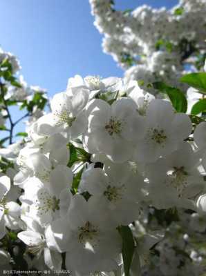 白色海棠22（白色海棠花的花语）-图1