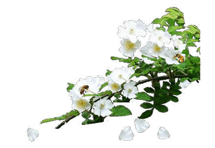 洁白色动图（洁白的图片一朵小花）-图1