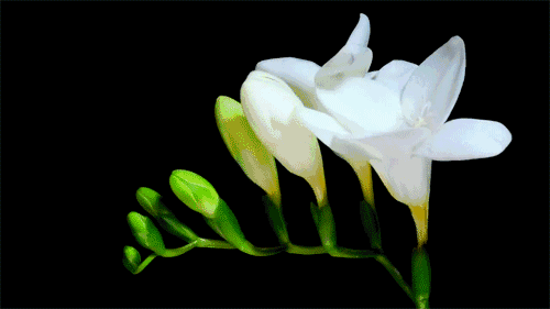 洁白色动图（洁白的图片一朵小花）-图2