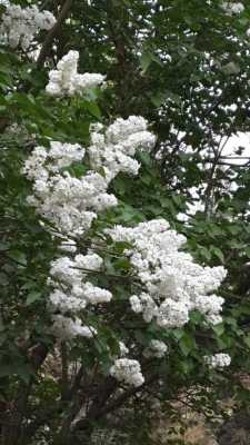 很香的白色灌木花（白色开花灌木）-图3