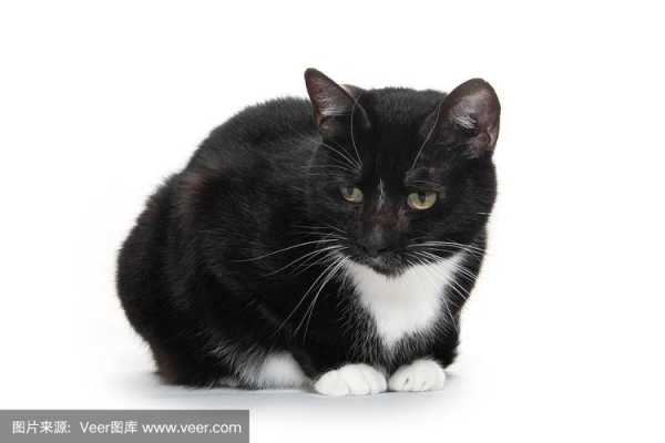黑白色的什么（黑白色的什么猫）-图2