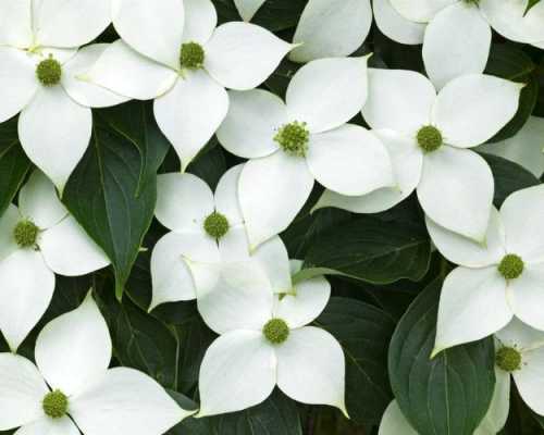 白色的观赏花（白色的观赏花图片）-图3
