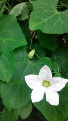 绿藤植物白色乳汁（绿藤白花是什么植物）-图2