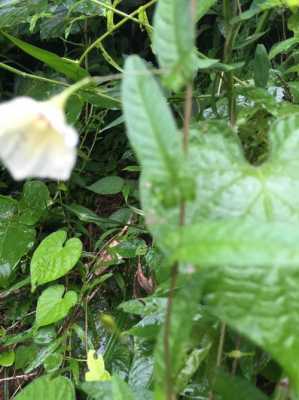 绿藤植物白色乳汁（绿藤白花是什么植物）-图1
