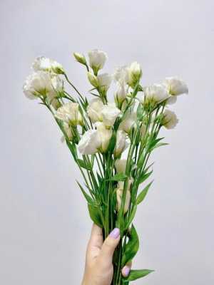 白色桔梗花品种（白色桔梗花的花期）-图2