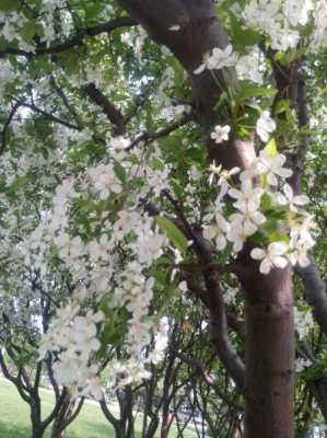 夏季开的白色花（夏季开白色花的树）-图2